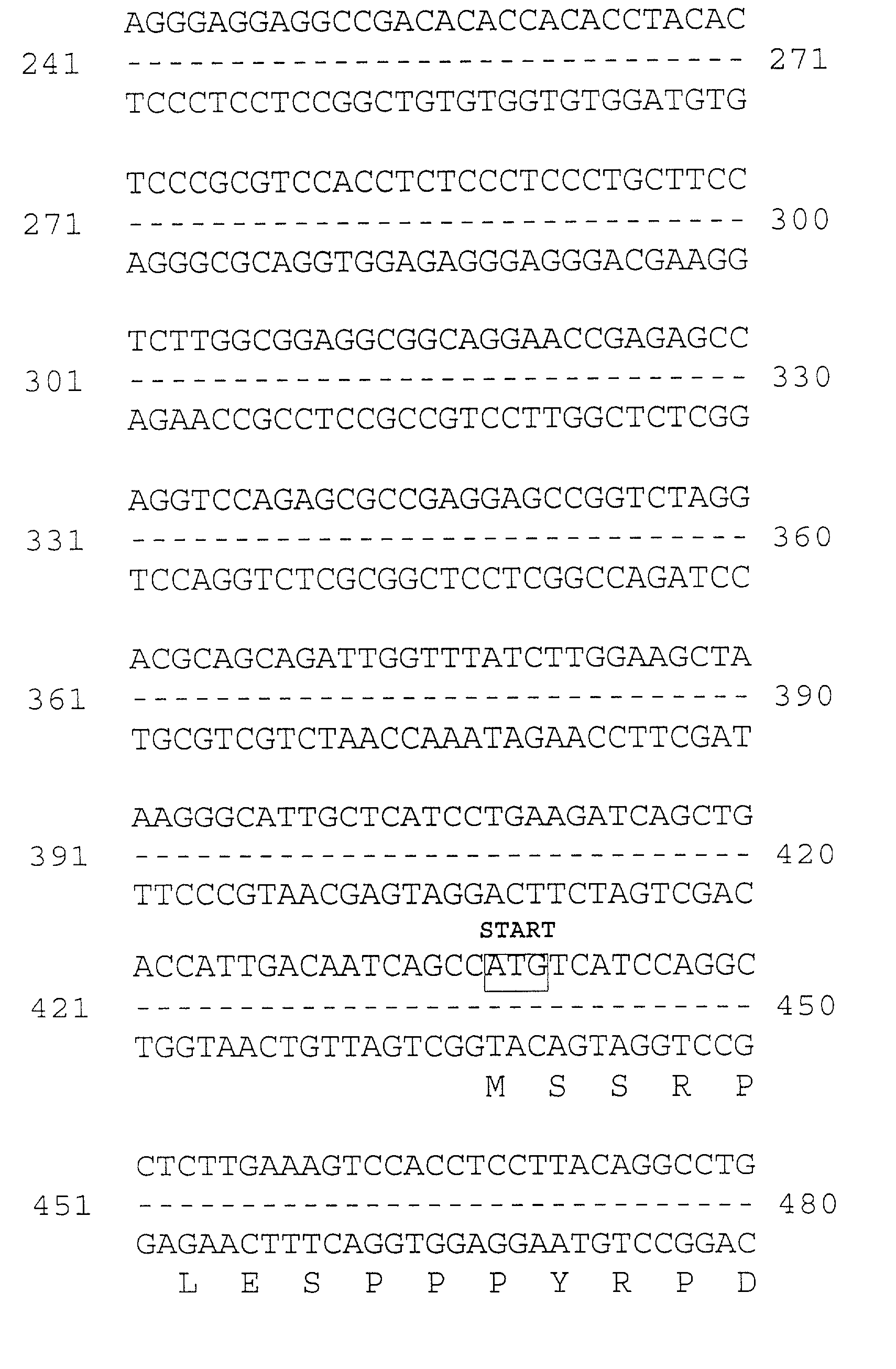 Human occludin, its uses and enhancement of drug absorption using occludin inhibitors