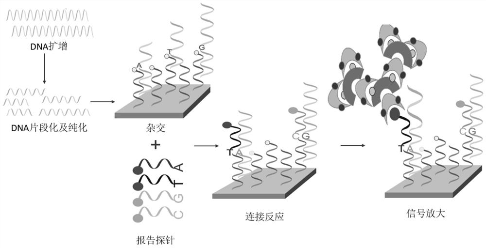 A gene mutation detection kit for human glucose-6-phosphate dehydrogenase deficiency