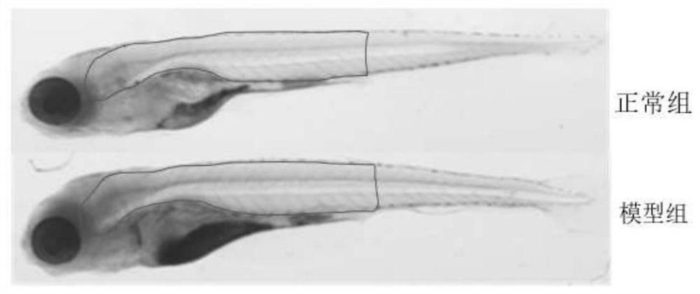 D-galactose induced AL zebrafish aging model and method for evaluating anti-aging effect