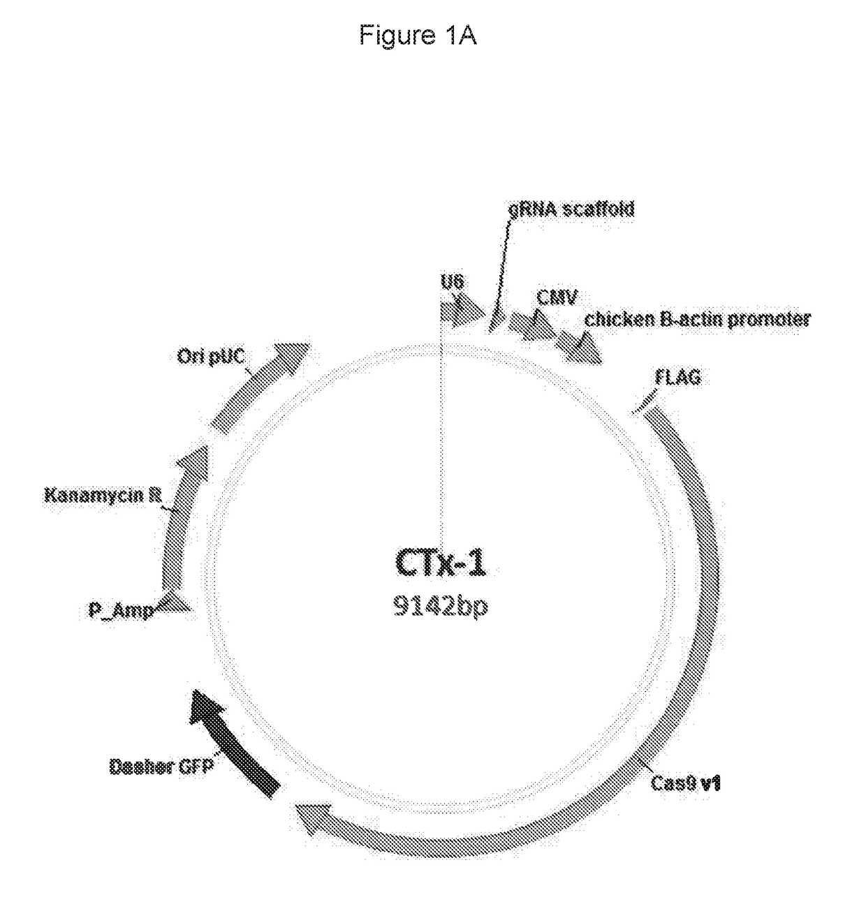 Materials and methods for treatment of alpha-1 antitrypsin deficiency