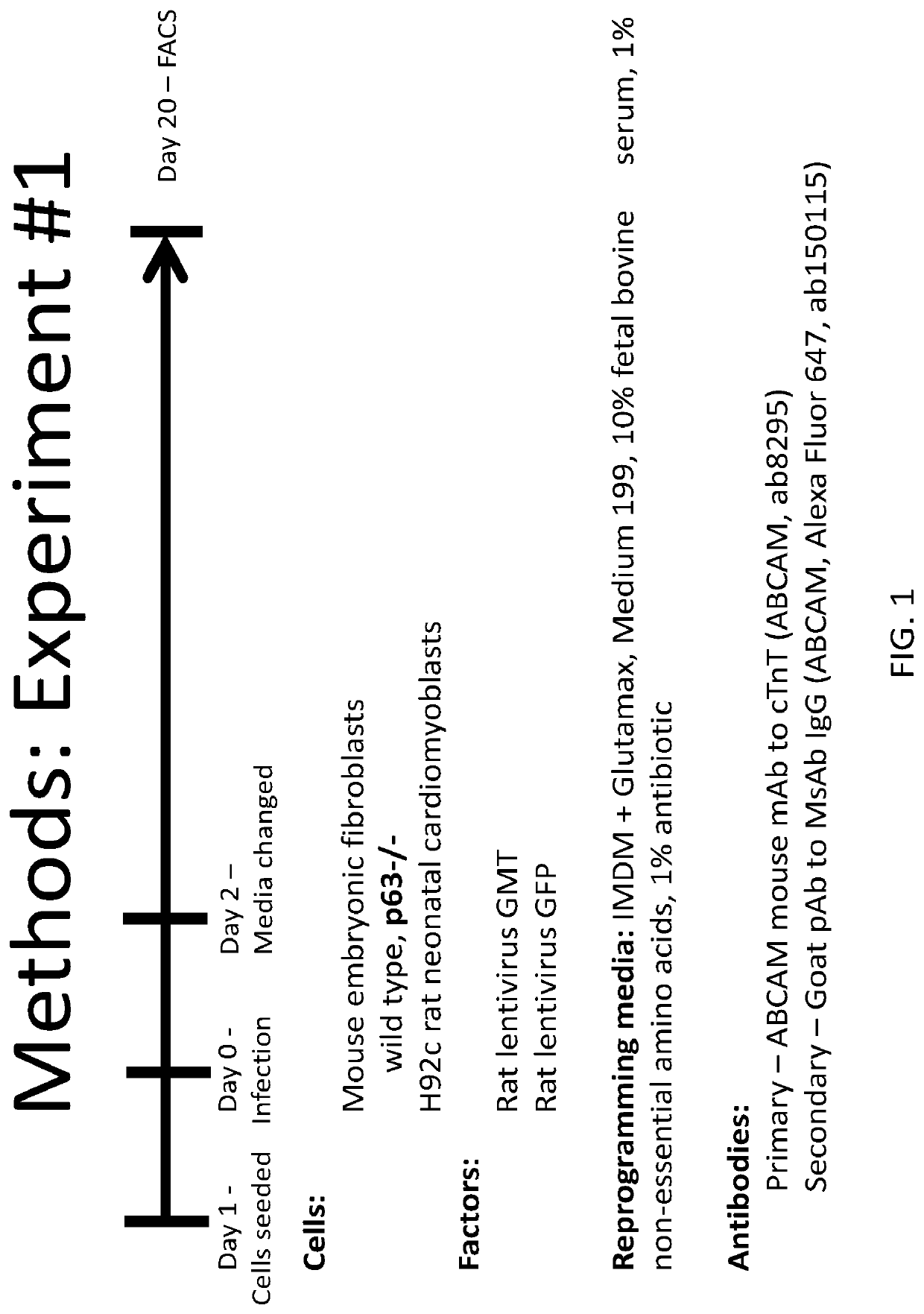 P63 inactivation for the treatment of heart failure