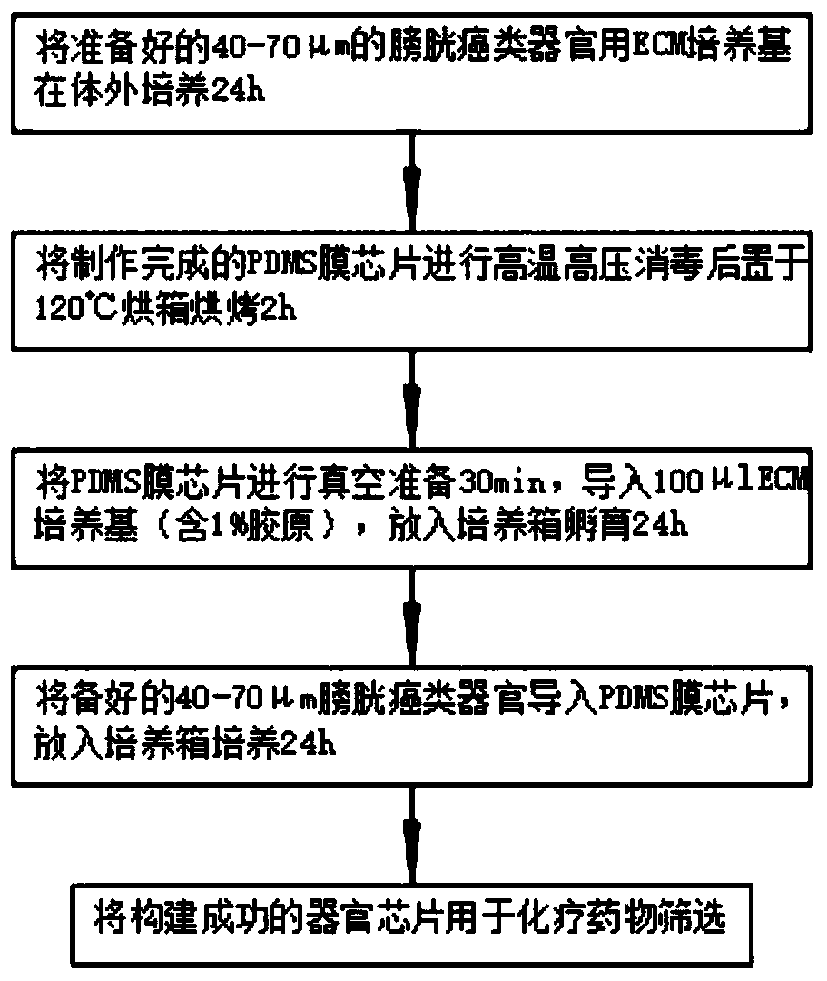 Chip organ model for screening chemotherapy drugs for bladder tumor and preparation method thereof