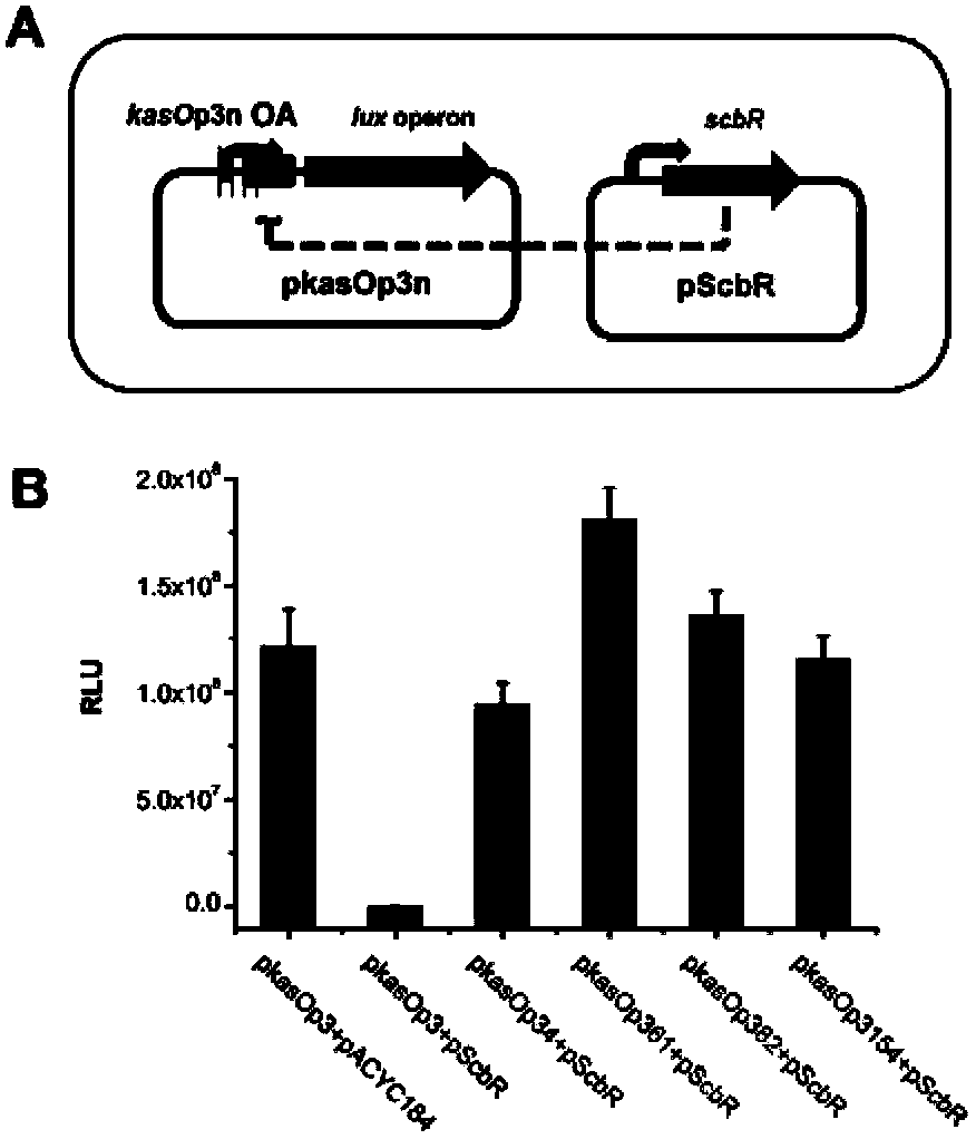 Streptomycete constitutive promoter and applications thereof