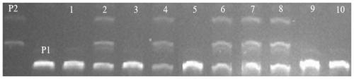 Method for improving quality of erect panicle japonica rice and molecular marker