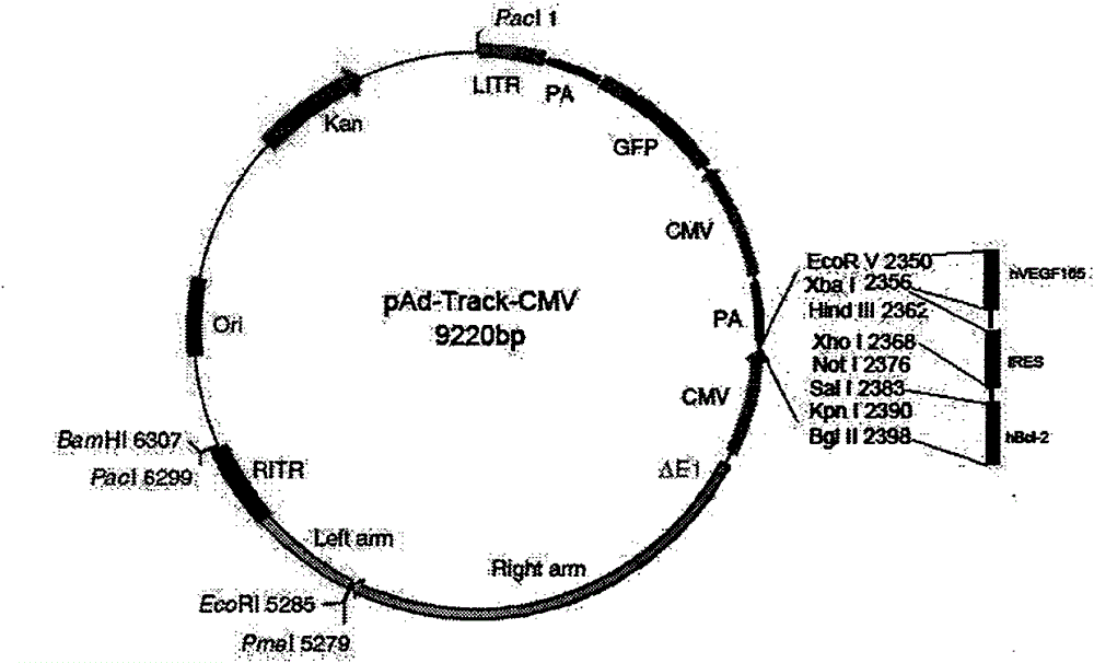 Human Bcl-2 and human VEGF165 double-gene co-expression recombinant vector and building method thereof