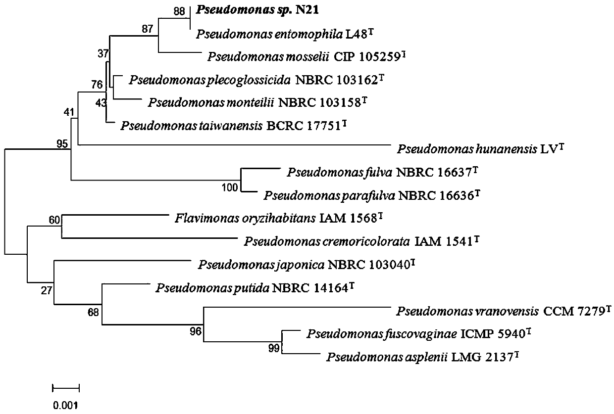 A Strain of Pseudomonas and Its Application