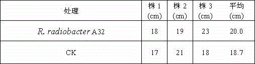 Rhizobium and microbial inoculum, preparation method and application thereof