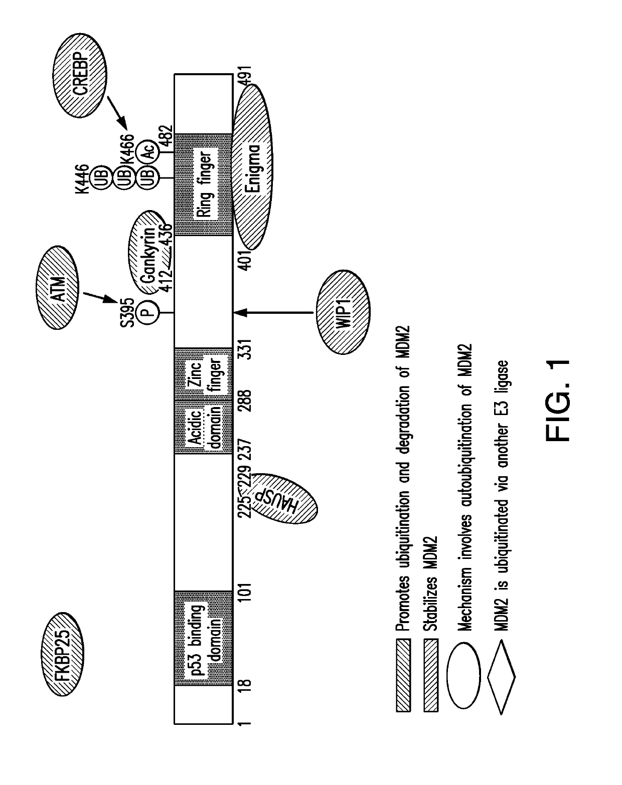 Enigma and cdh18 as companion diagnostics for cdk4 inhibitors