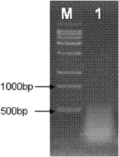 PPA-linker-Thanatin fusion protein and preparation method thereof