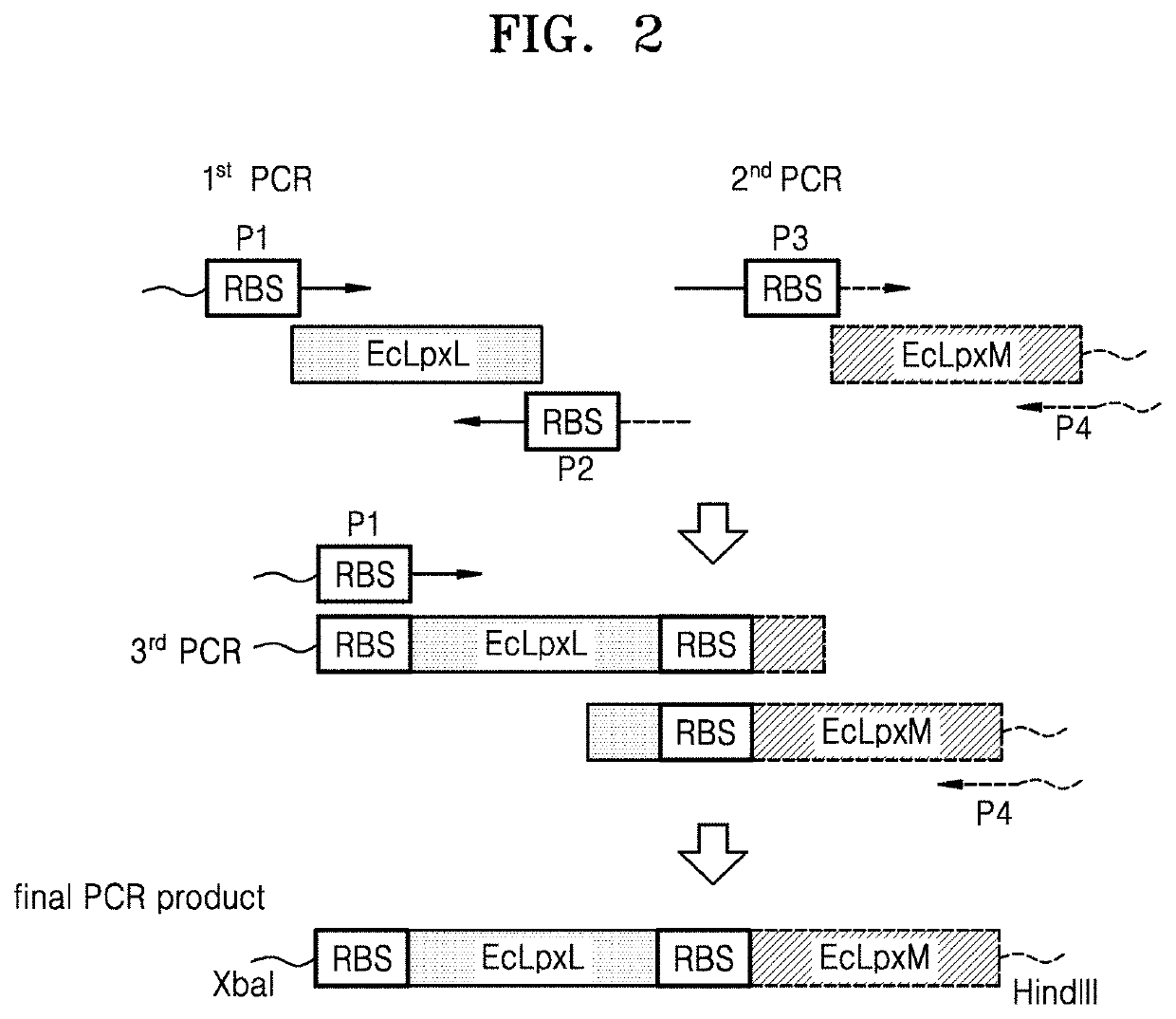 Bacterium constitutively producing monophosphoryl lipid A and method of producing monophosphoryl lipid A by using bacterium