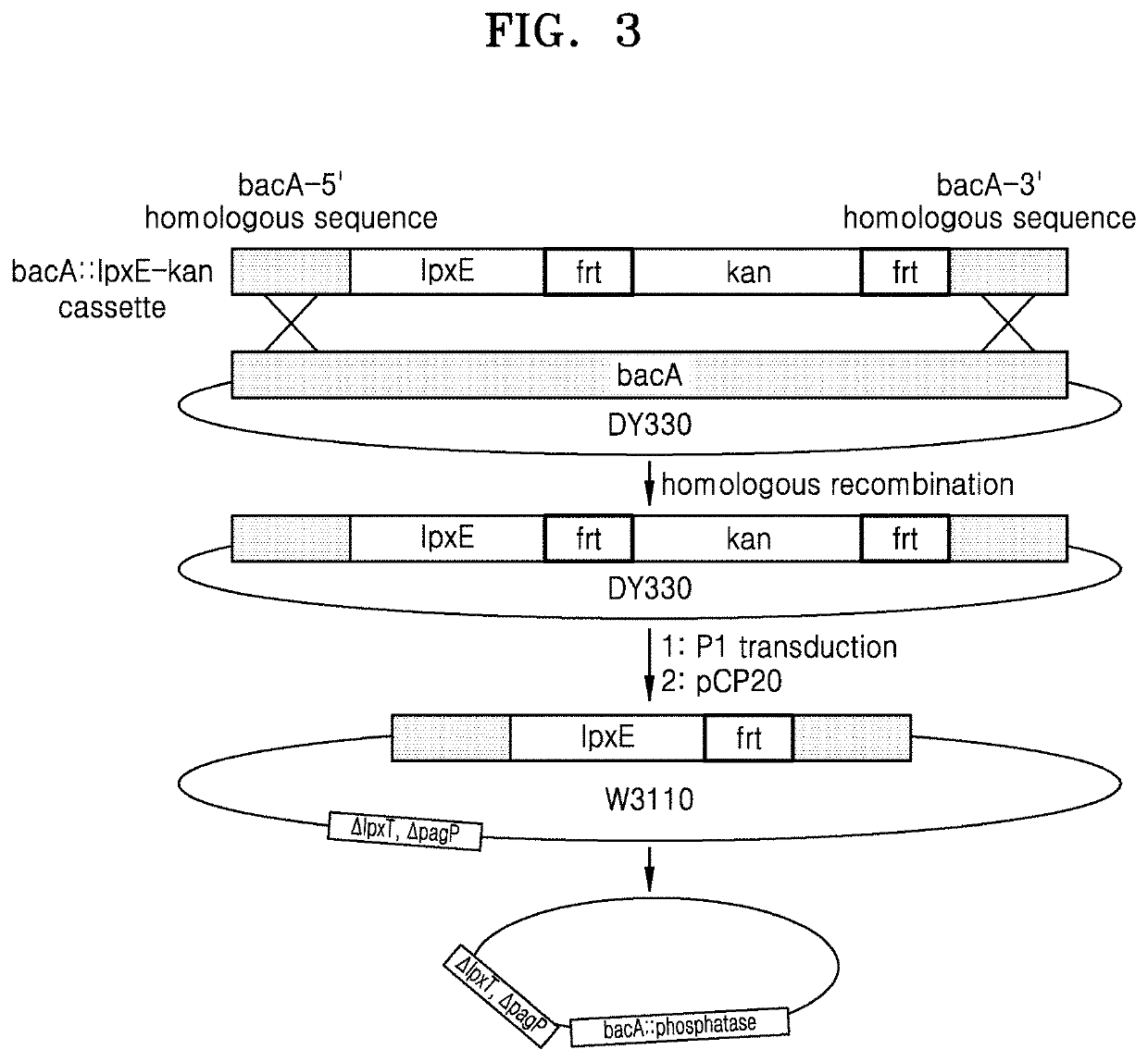 Bacterium constitutively producing monophosphoryl lipid A and method of producing monophosphoryl lipid A by using bacterium