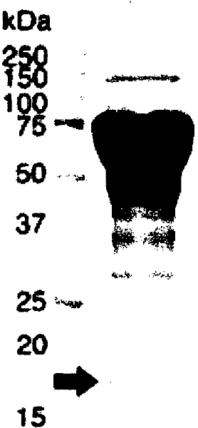 Novel protein having endoglucanase activity, DNA of the protein, and use of the same