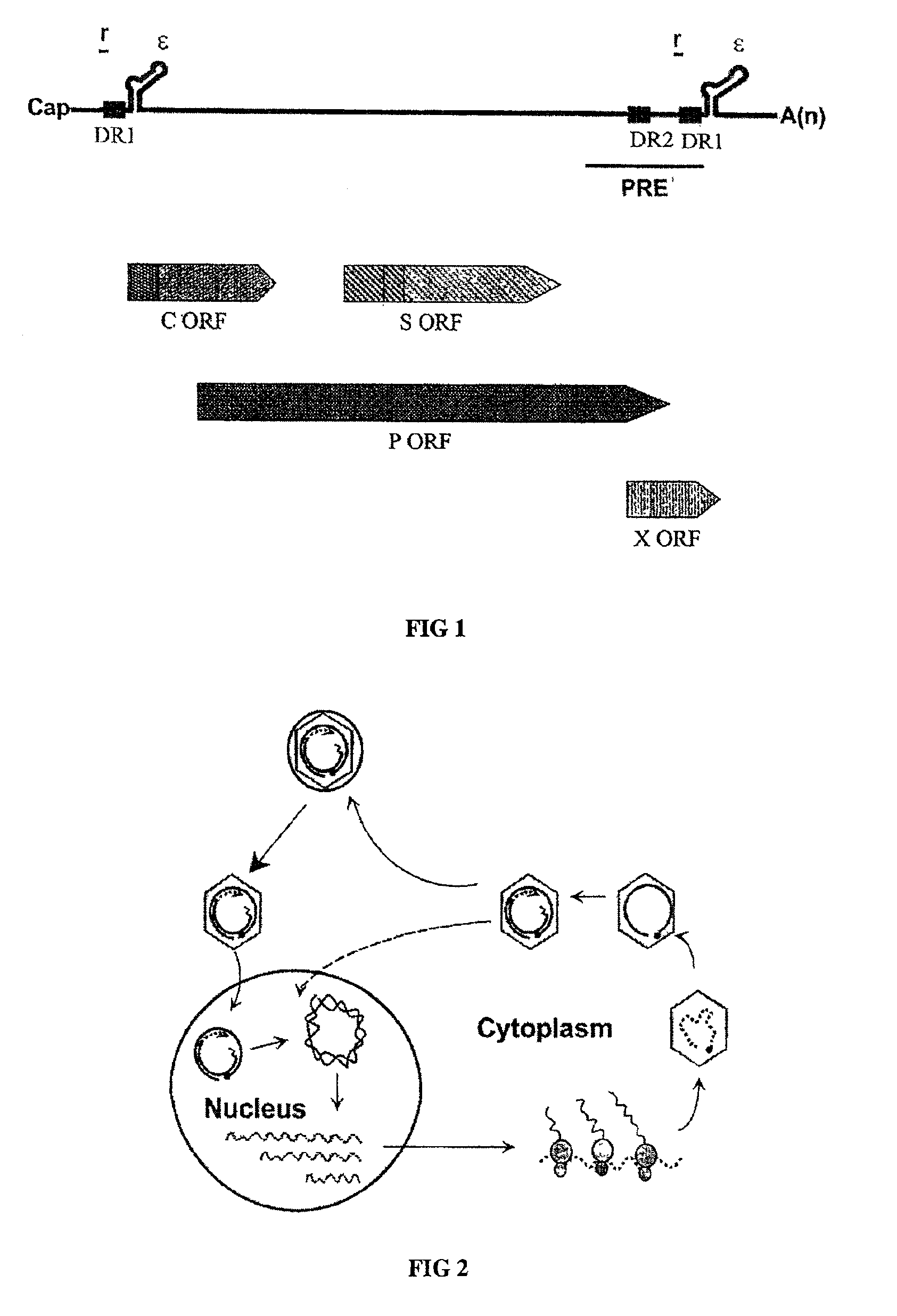 Hepatitis B virus vectors for gene therapy