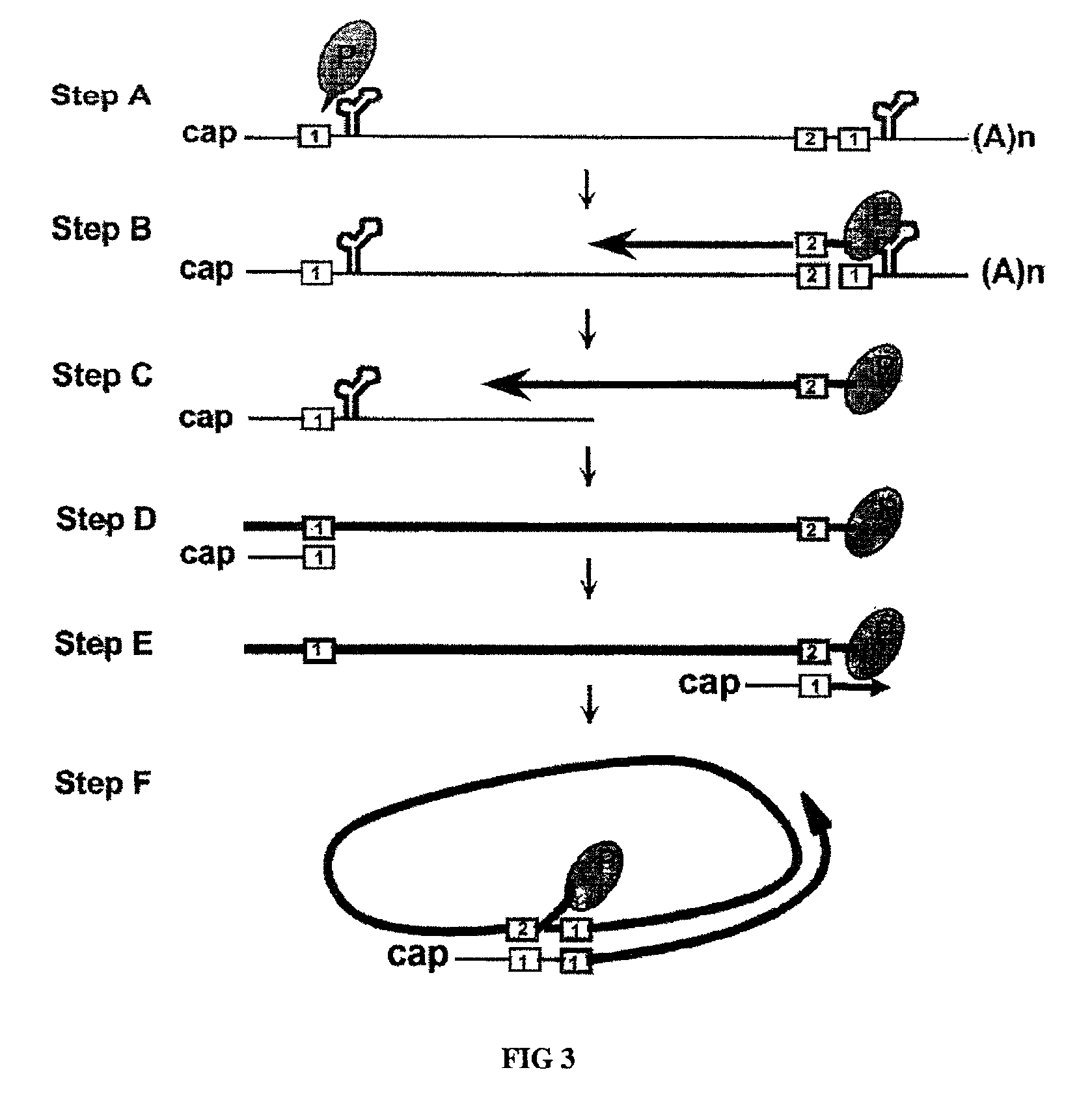 Hepatitis B virus vectors for gene therapy