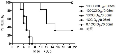 Coxsackievirus A16-type strain and application thereof