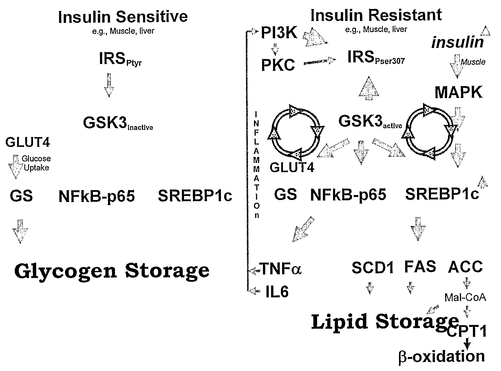 Protein Kinase Modulation by Hops and Acacia Products