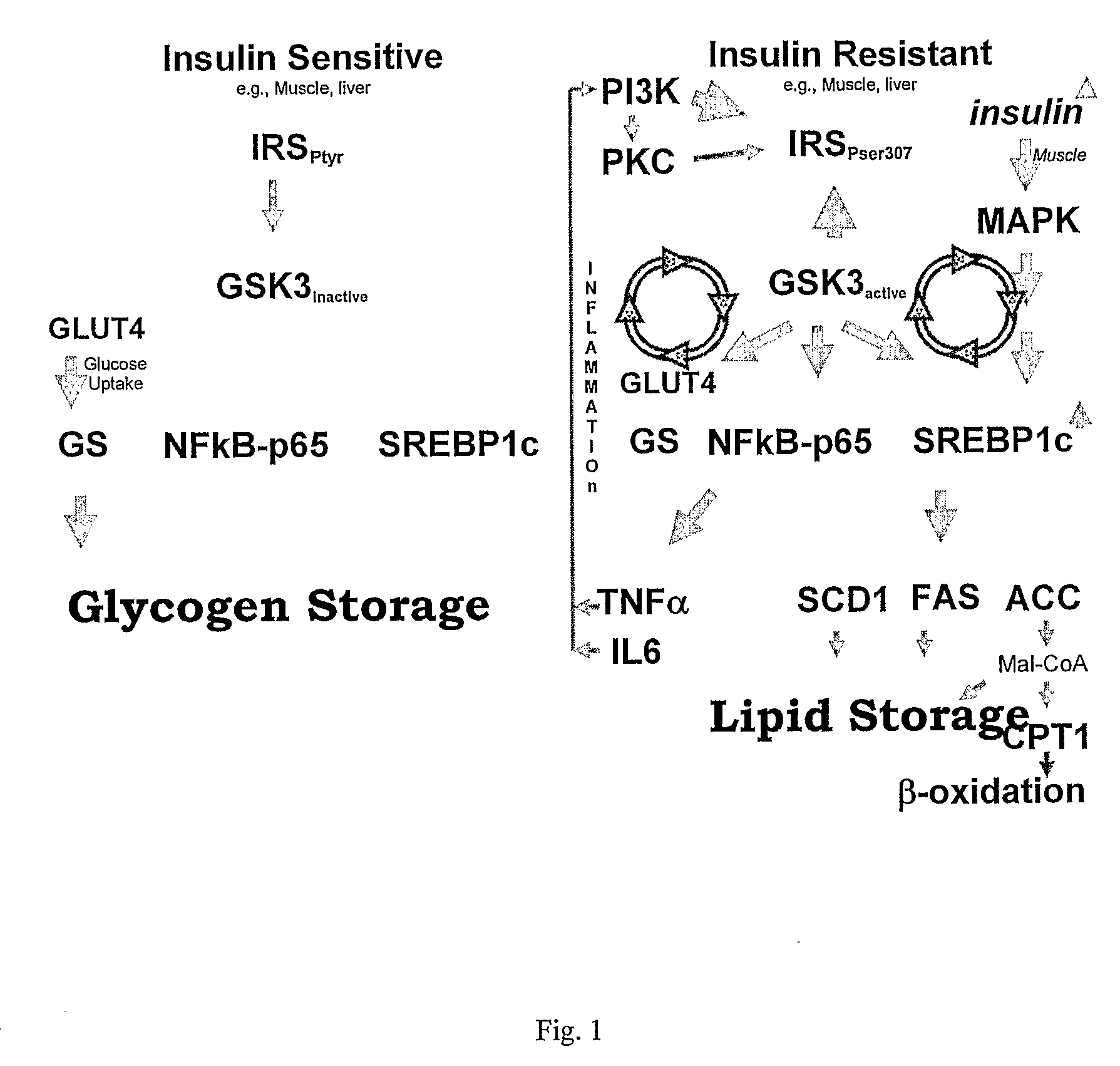 Protein Kinase Modulation by Hops and Acacia Products