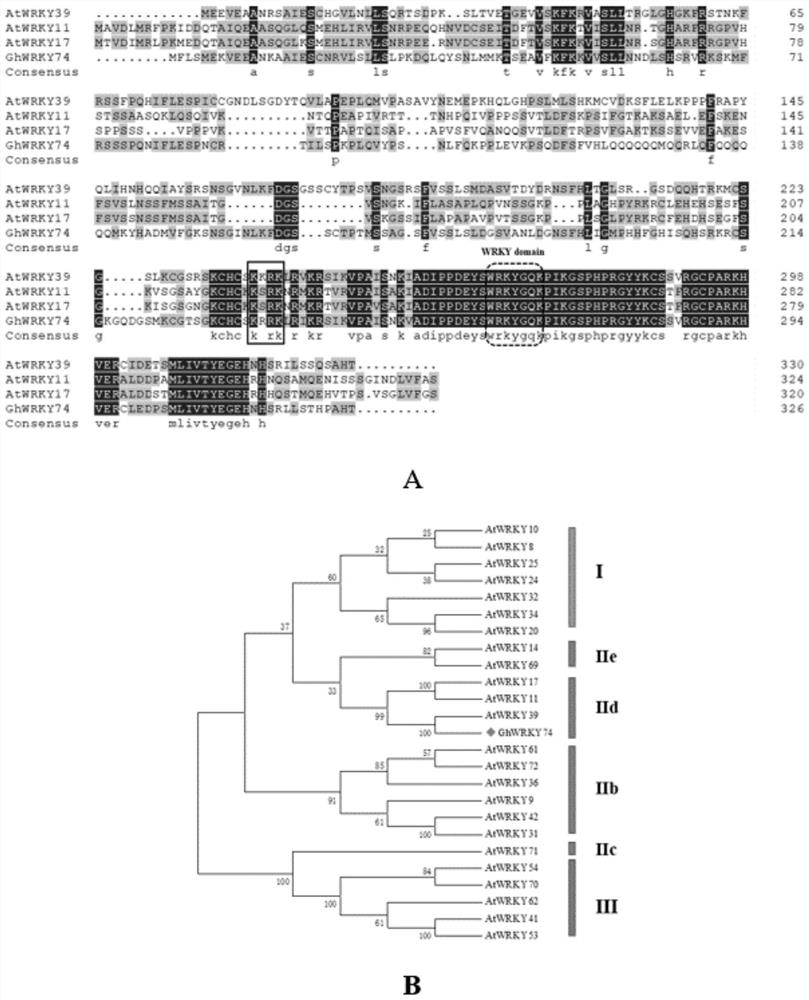 Upland cotton ghwrky74 protein and its encoding gene and application