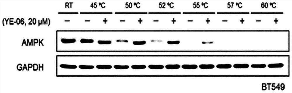 Composition for prevention, amelioration, or treatment of cancer