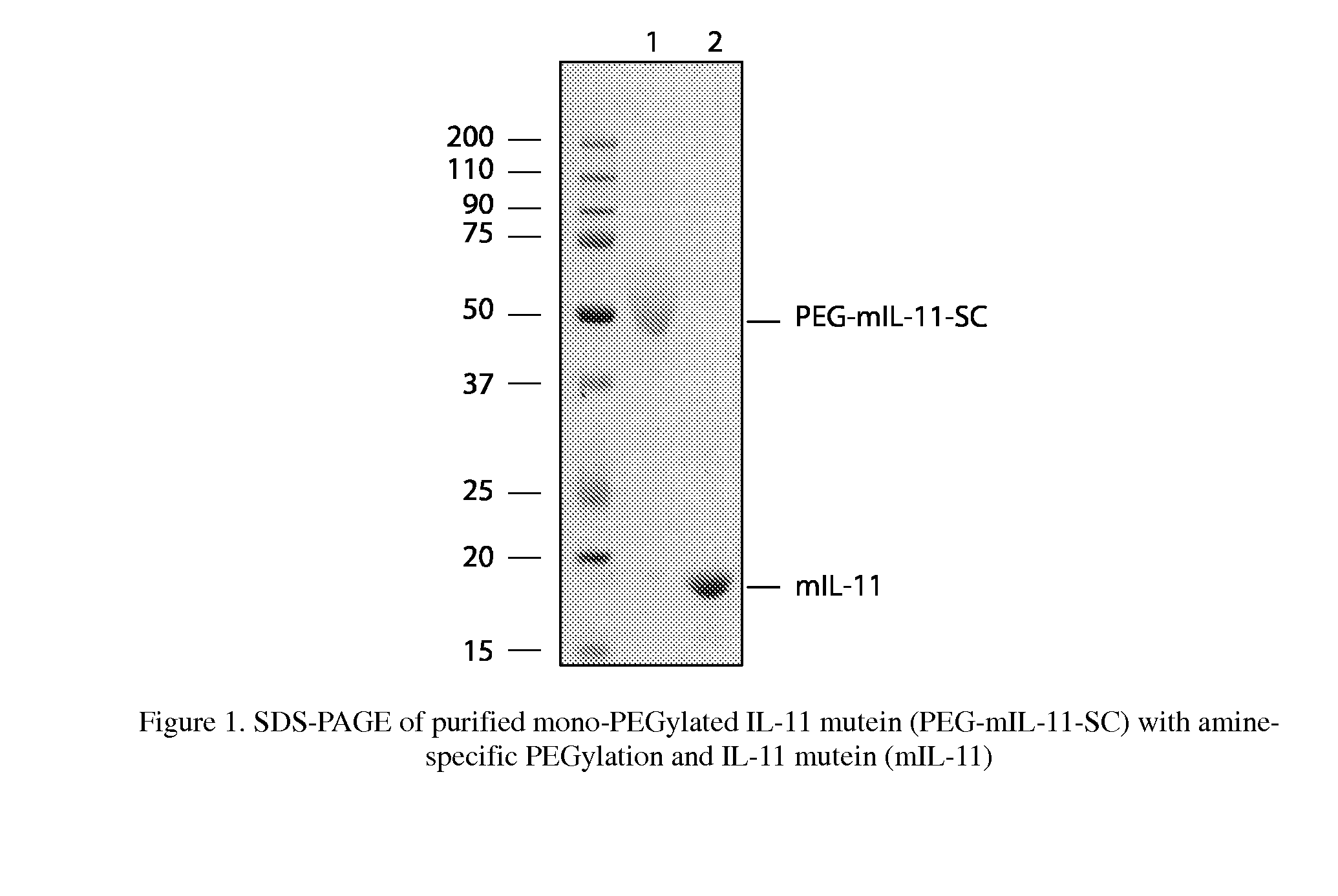 Biopolymer conjugates comprising an interleukin-11 analog