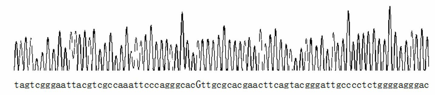 Fluorescent polarization based homogeneous phase detection method of single nucleotide polymorphism of codon118 of ERCC1 (excision repair cross-complementing 1) gene