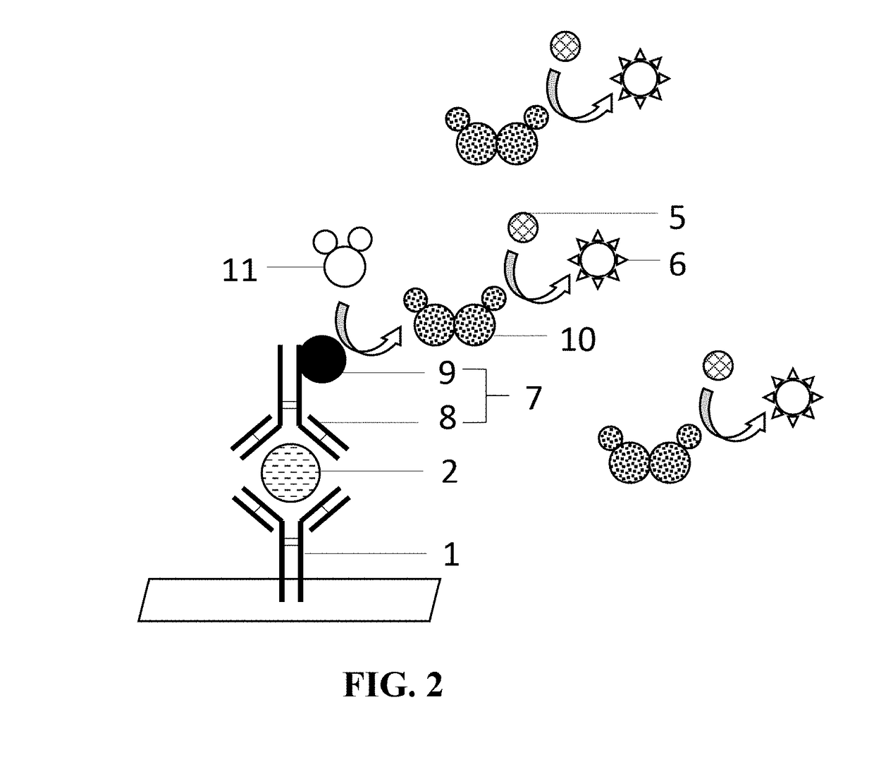 Molecular probe for signal amplification and kit and assay using the same