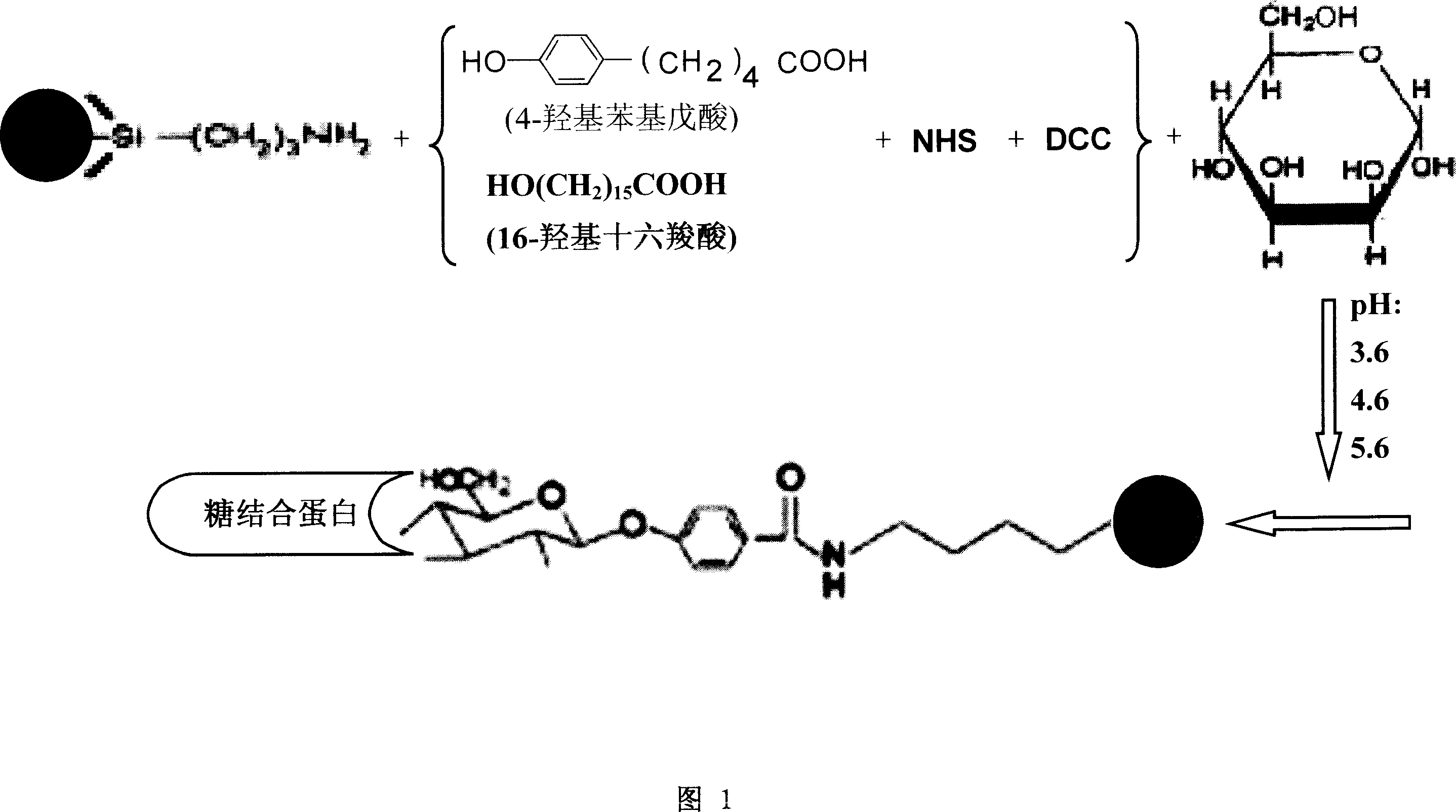 Method for enriching and purifying saccharide binding protein