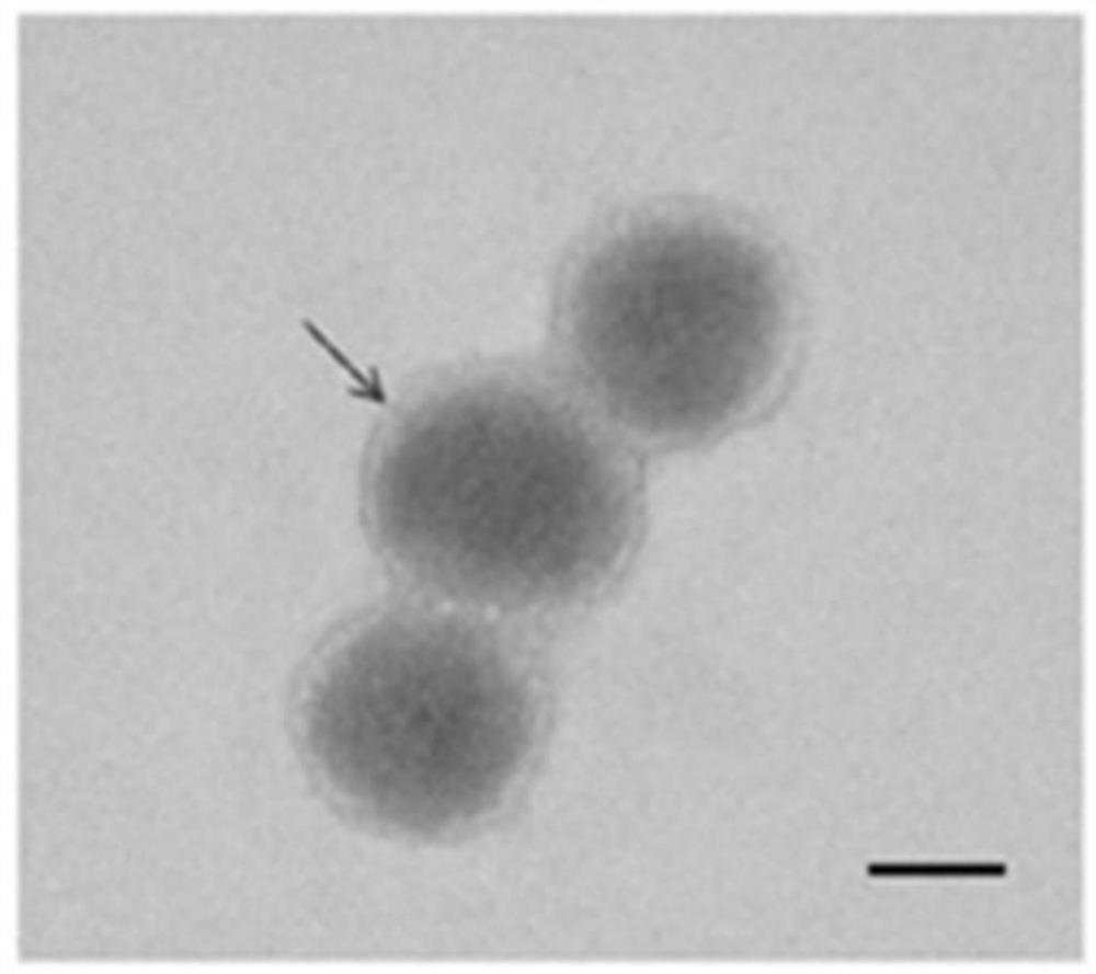 In vivo in situ induced CAR-T cell delivery system targeting tumor and its application