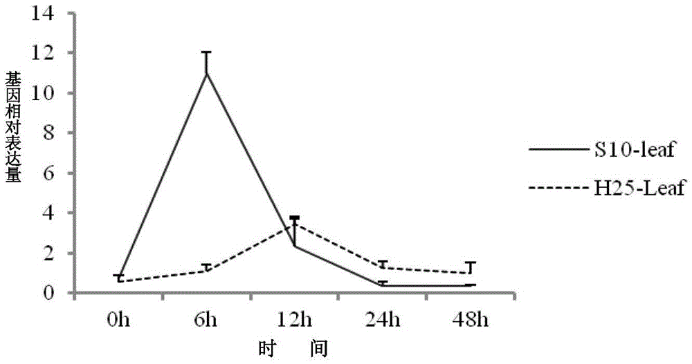 Phytophthora root rot resistance gene and application