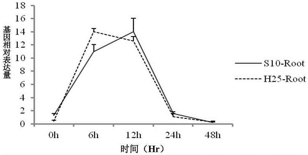 Phytophthora root rot resistance gene and application