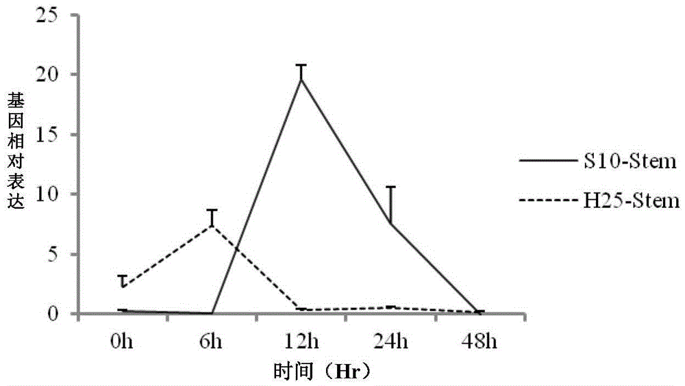 Phytophthora root rot resistance gene and application