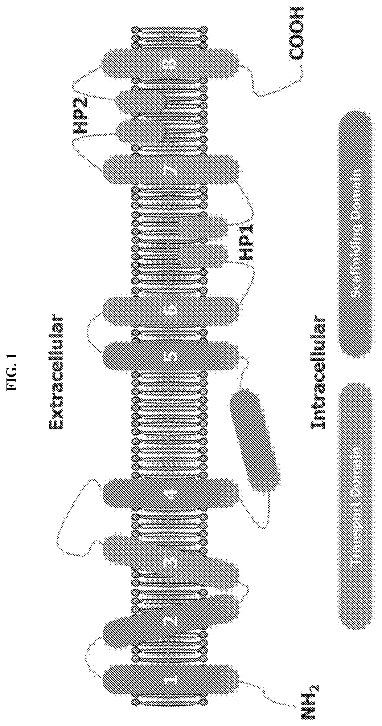 Glutamate transporter activators and methods using same