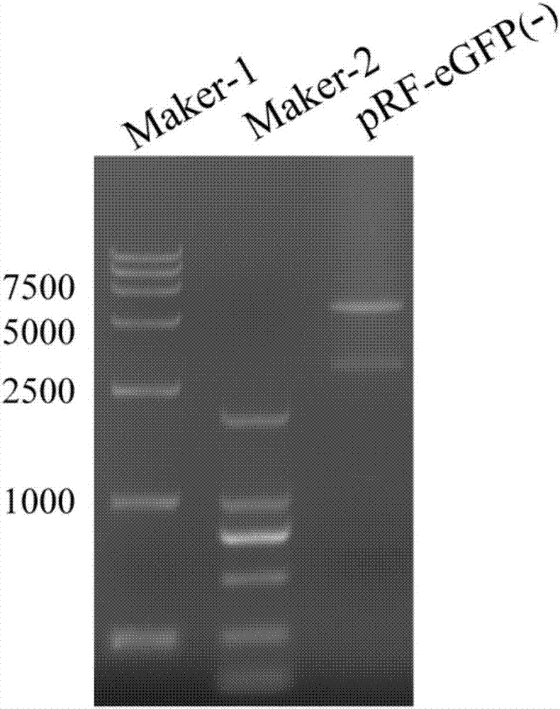 Vector being suitable for genetic transformation cloning of fungi such as Hirsutella sinensis, and construction method of the vector