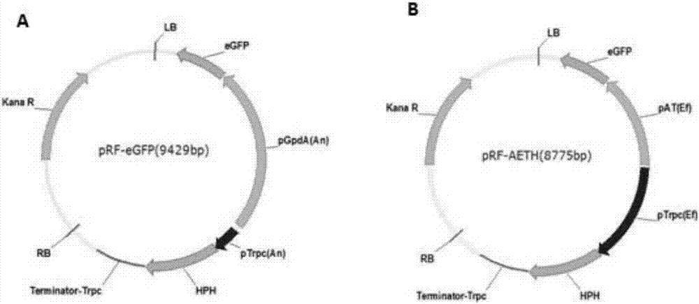 Vector being suitable for genetic transformation cloning of fungi such as Hirsutella sinensis, and construction method of the vector