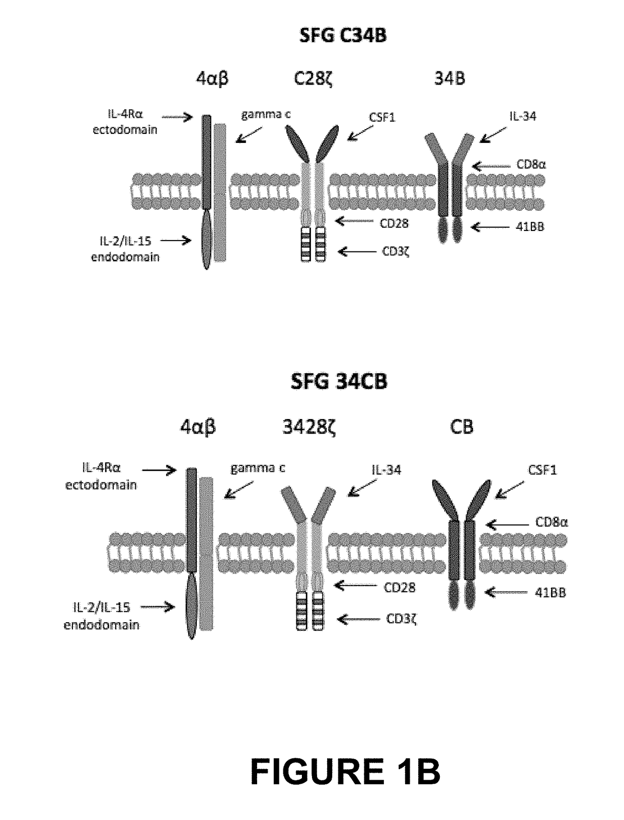 Therapeutic agents