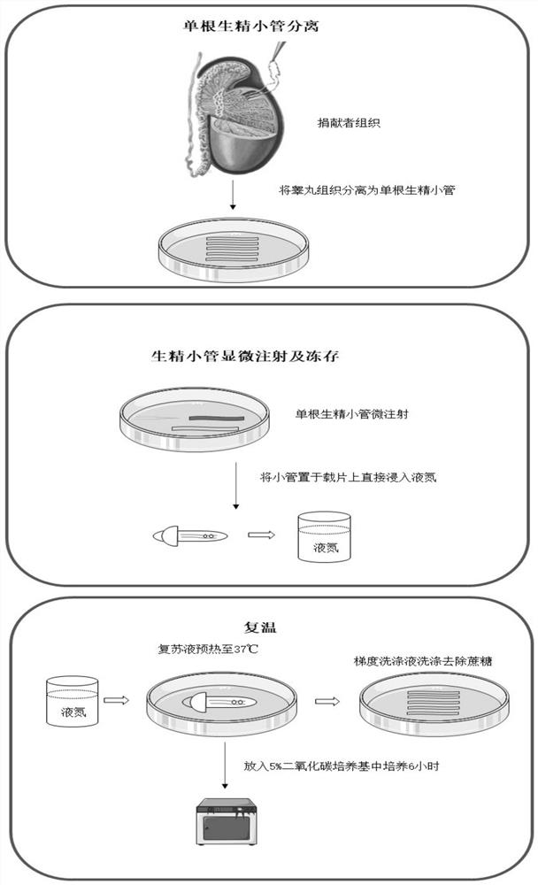 Testicular tissue cryopreservation method based on single seminiferous tubule perfusion