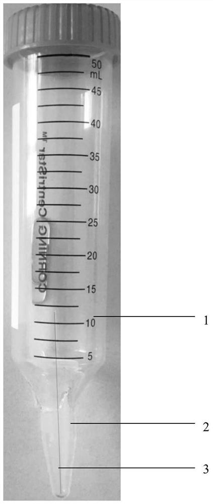 A method and feeding device for evaluating the effect of insecticidal protein on adult beetles