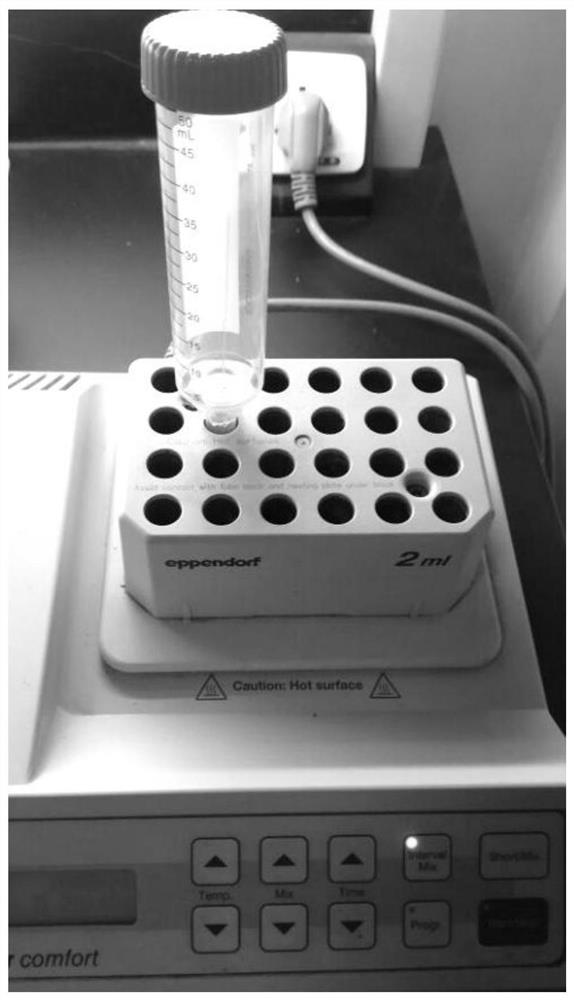 A method and feeding device for evaluating the effect of insecticidal protein on adult beetles