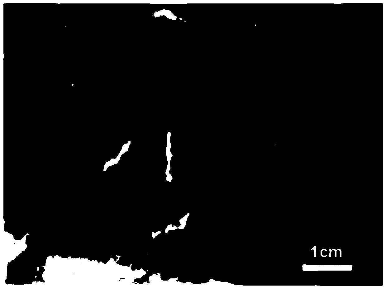 Liver model and preparation method and application thereof