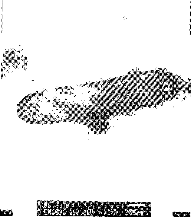 Clostridium Daqing clostridium and application thereof