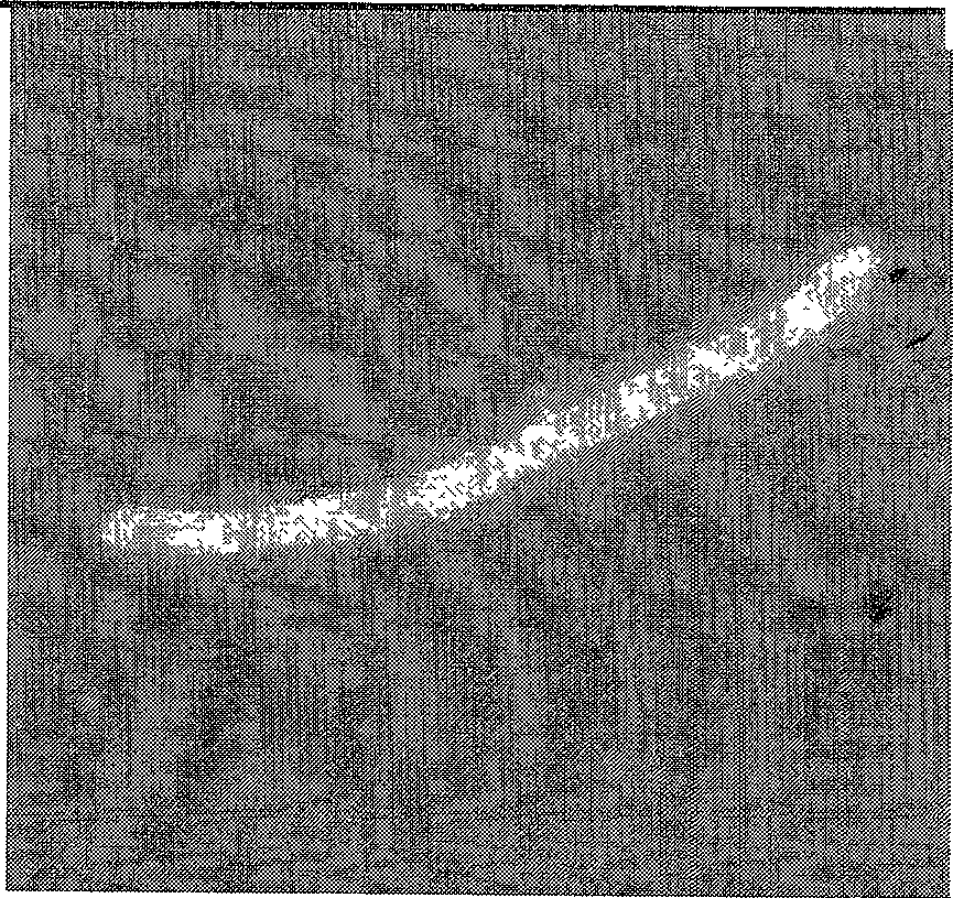 Clostridium Daqing clostridium and application thereof