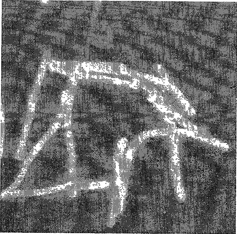 Clostridium Daqing clostridium and application thereof