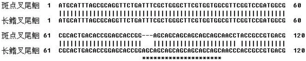 A molecular genetic identification method for channel catfish and longfin catfish