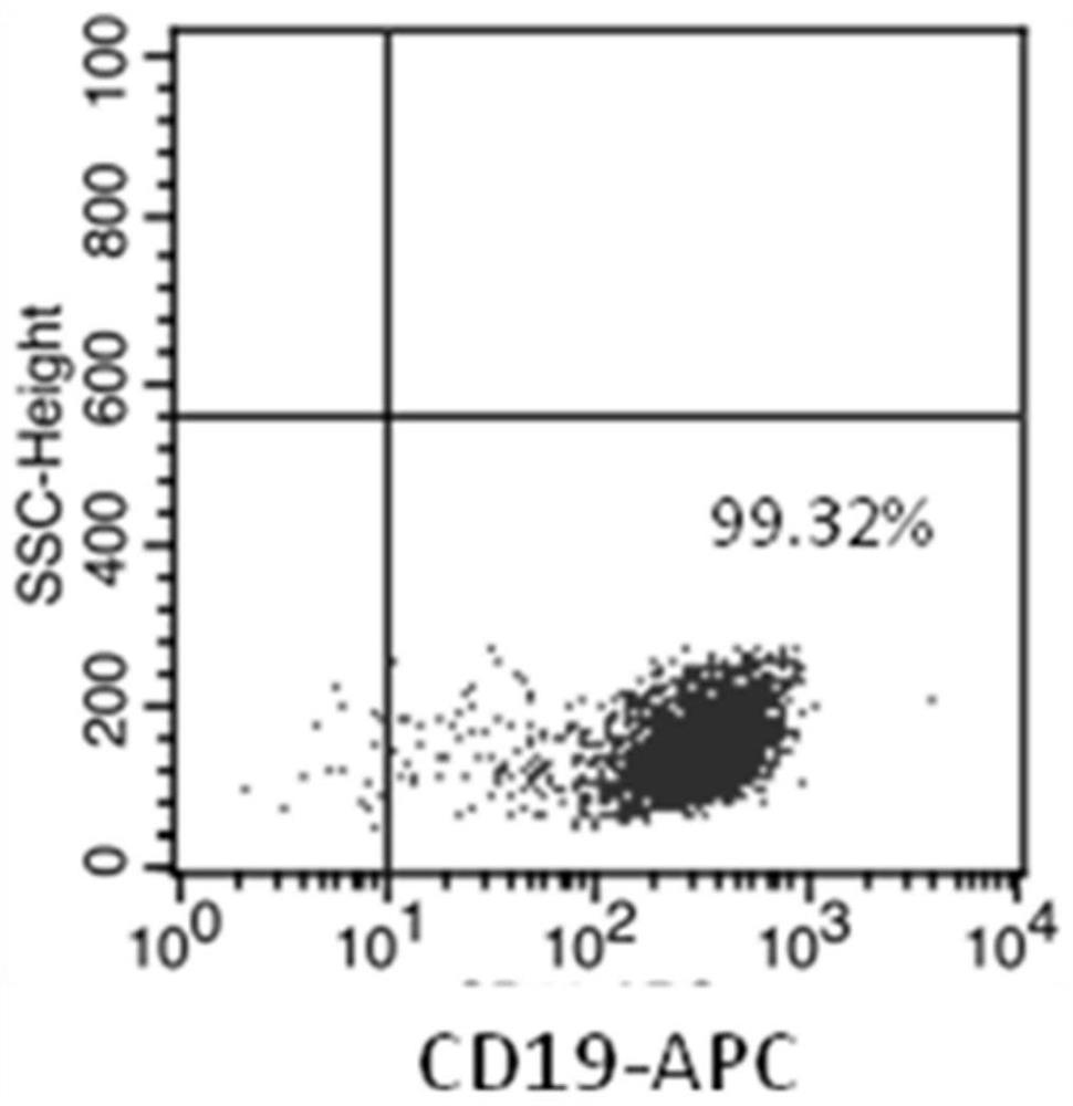 NK cell as well as preparation method and application thereof