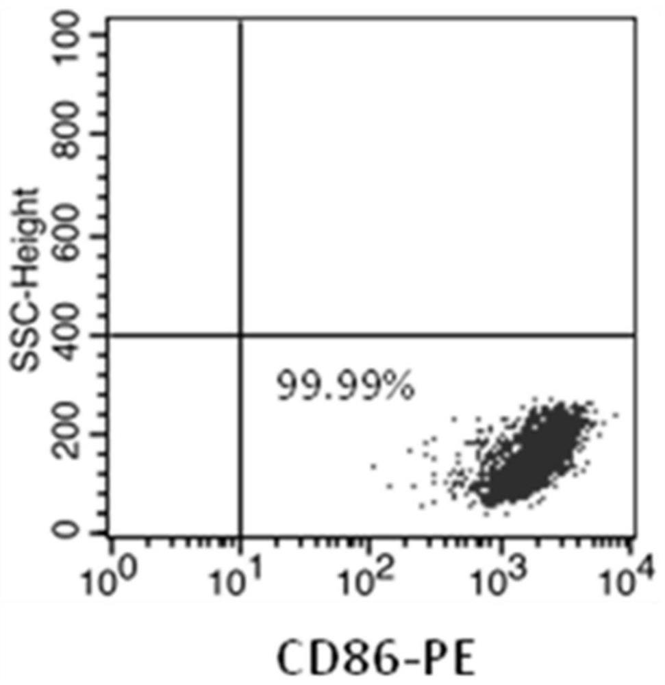 NK cell as well as preparation method and application thereof