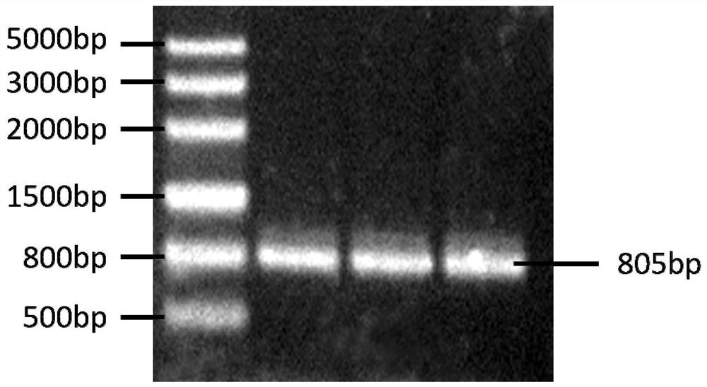 The Partial Sequence, Cloning Method and Application of Internal Reference Gene of Aphid argentina