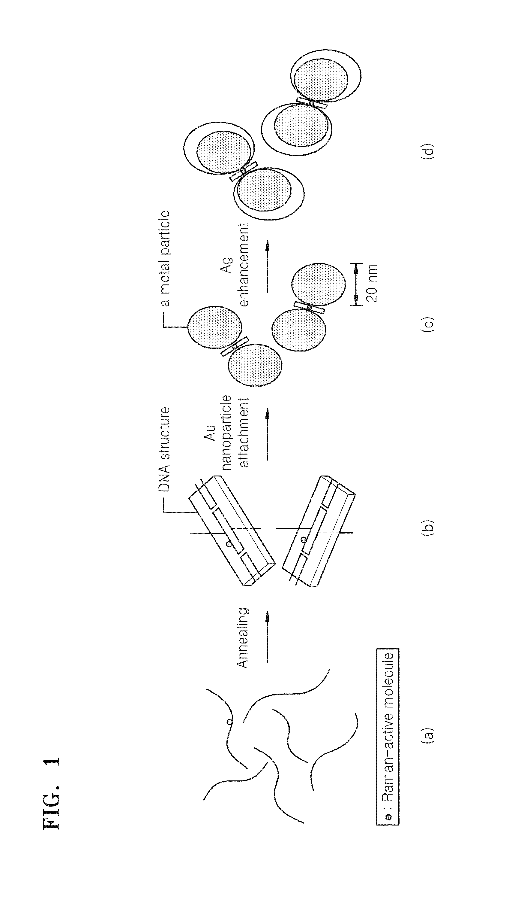 Interparticle spacing material including nucleic acid structures and use thereof