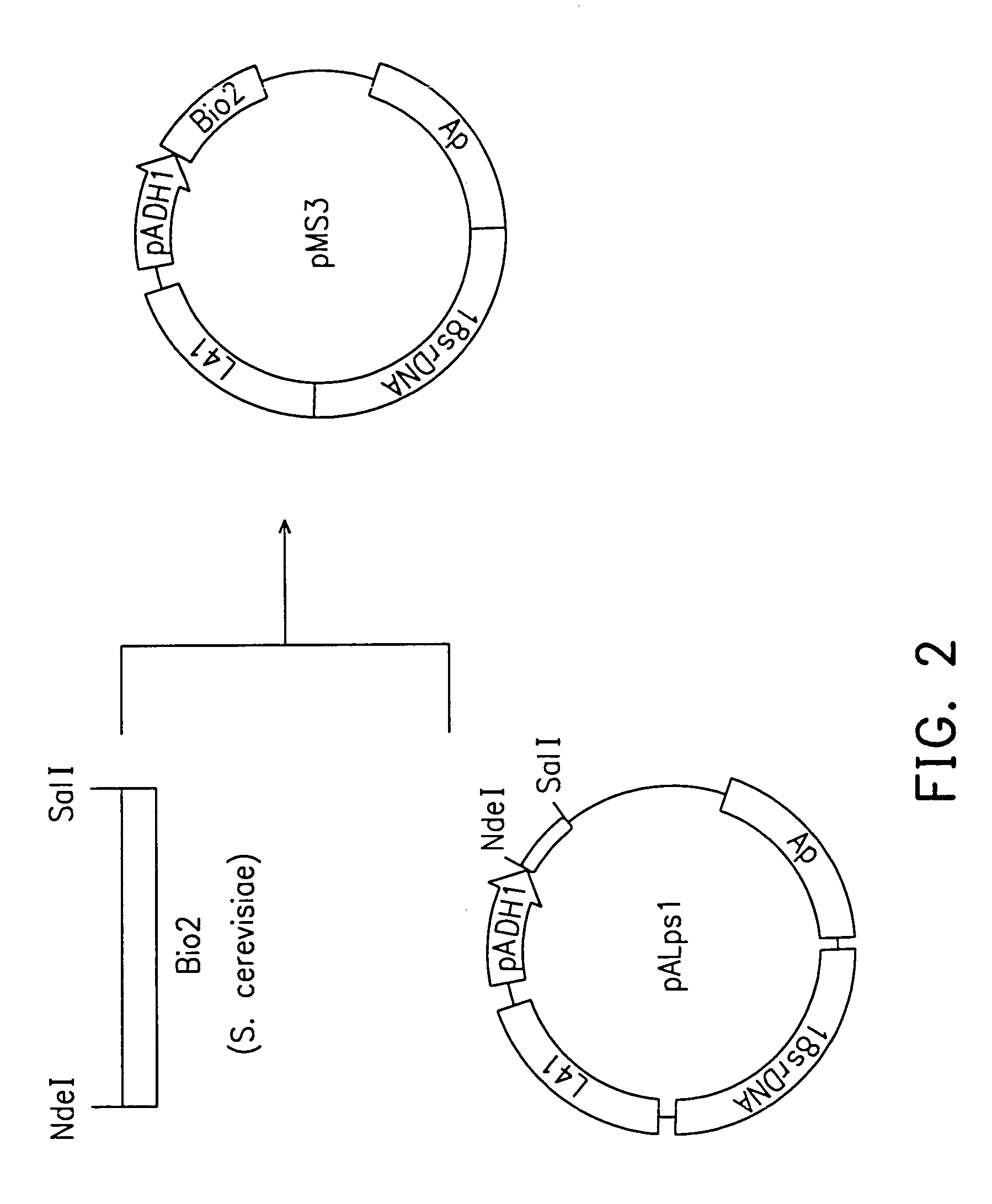 Methods for preparing yeast with improved biotin productivity using integrating plasmids encoding biotin synthase