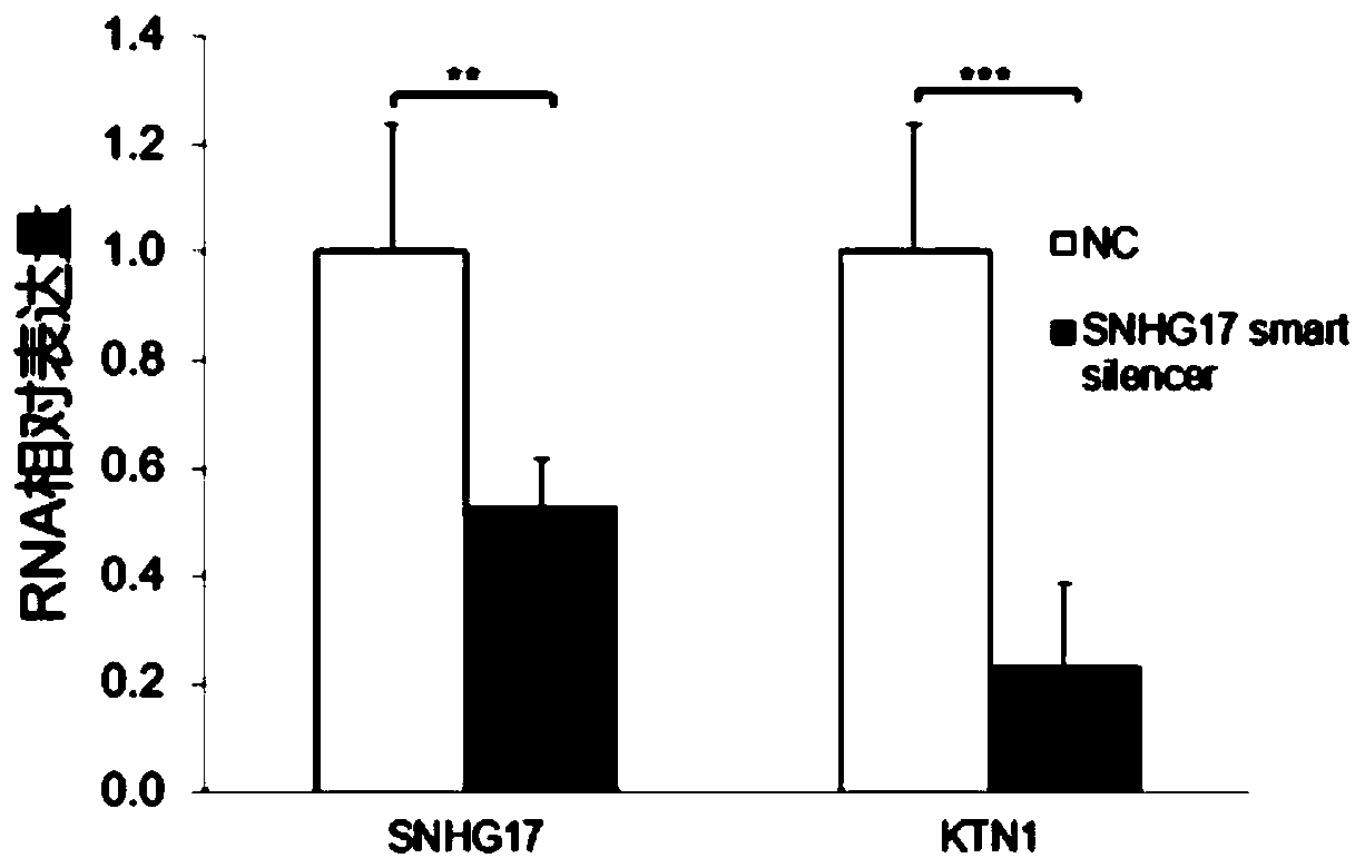 Oligonucleotide targeting SNHG17 for treating breast cancer