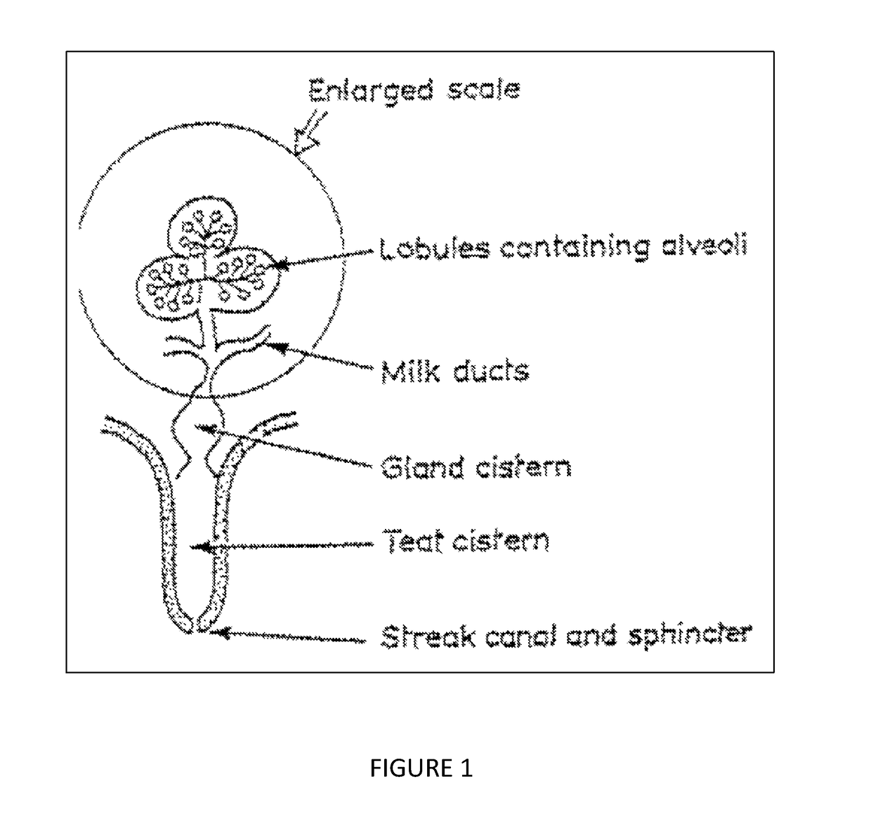 Hydrogel formulation with mild adhesion